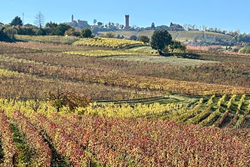 Wijnvelden Piemonte Noord Italië